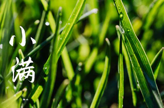 今年小满节是几月几号2023