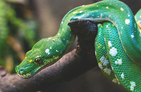 2024年65属蛇人最有钱的年龄 65年属蛇哪一年发大财 2024年65属蛇人最有钱的年龄 65年属蛇哪一年发大财