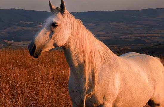 2024整年属马纳采最佳吉日 2024年属马最佳的纳采日子