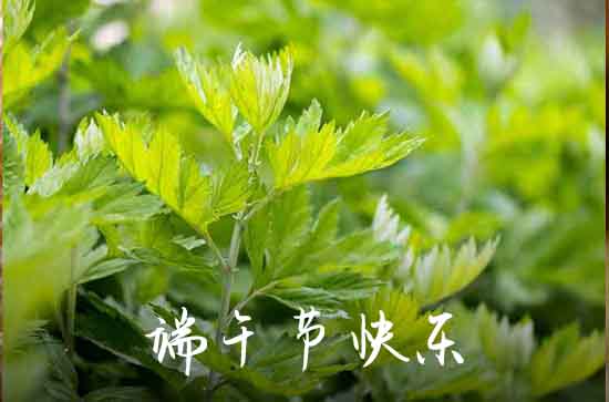 2024年恶搞整人的端午节祝愿语  祝福端午节的经典句子