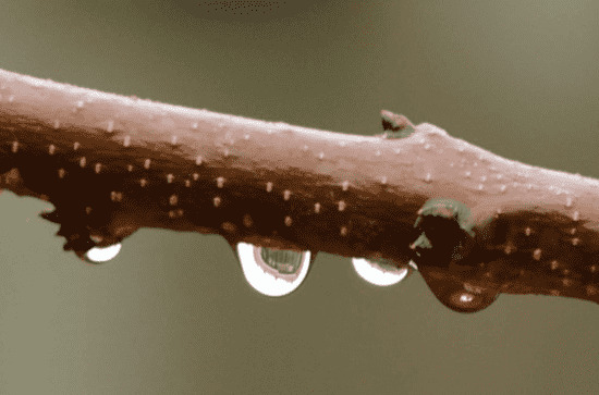 谷雨节气的特点是什么 谷雨节气的到来意味着什么