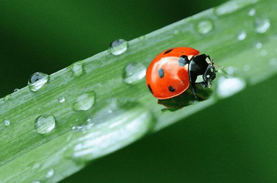 谷雨节气能种什么农作物 谷雨之后是什么节气