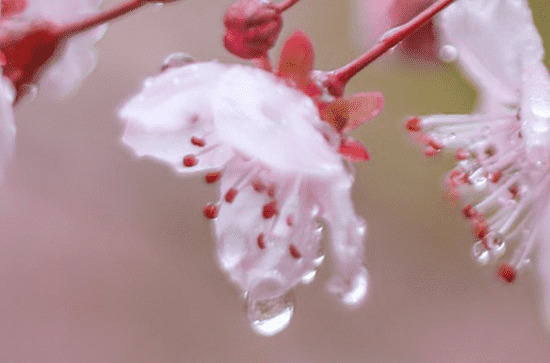 雨生百谷指的哪个节气 谷雨节气的农谚 雨生百谷指的哪个节气 谷雨节气的农谚