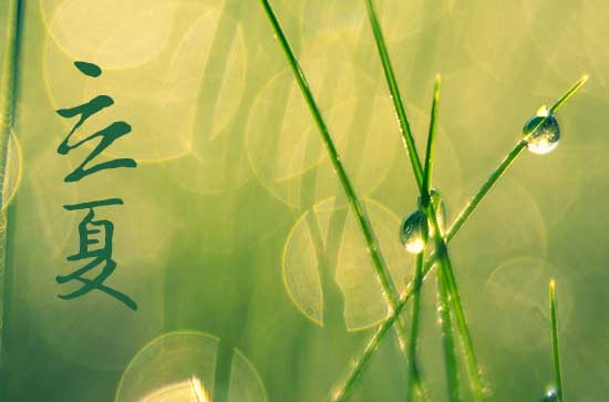 2024立夏是几月几日几点  立夏时节的专属农事