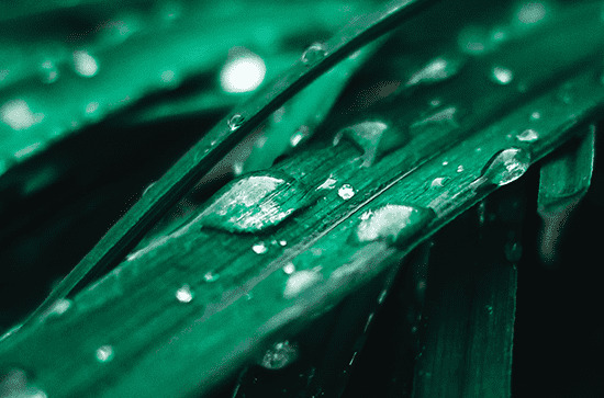 谷雨节气可以吃西瓜吗 谷雨节气的含义是什么