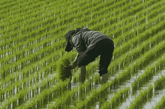 谷雨节气可以吃西瓜吗 谷雨节气的含义是什么