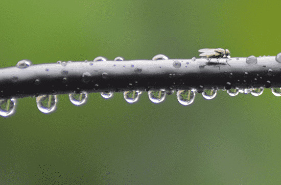 谷雨节气为什么祭祀仓颉 谷雨节气的由来