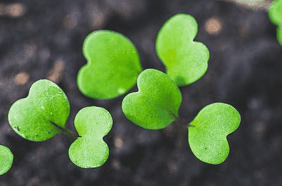 谷雨节气为什么祭祀仓颉 谷雨节气的由来