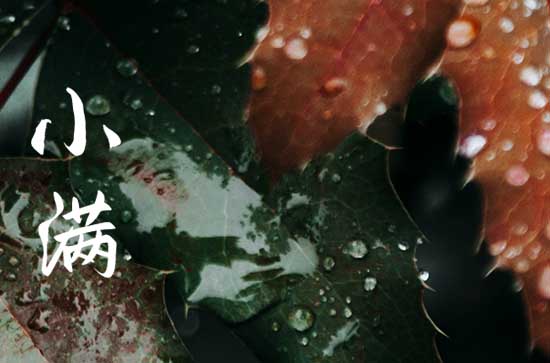 小满节气吃的苦菜是什么菜  适合小满节气吃的食物