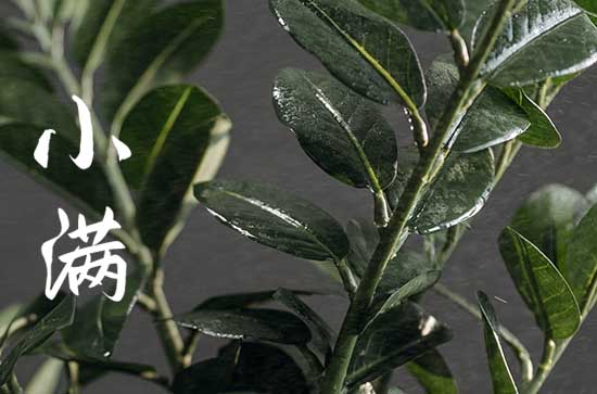 小满不满第二个满是什么意思  小满节气的谚语