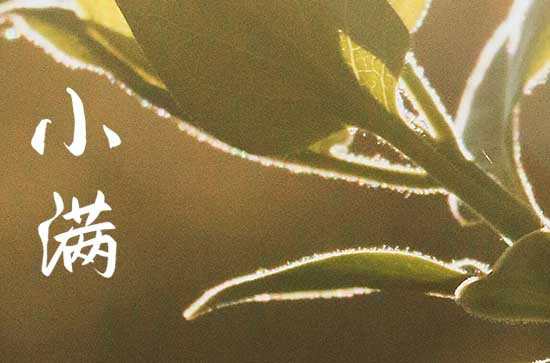 24节气小满的寓意和象征 小满节气的风俗