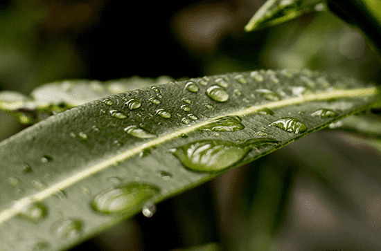 梅雨季节怎么保持室内干燥  梅雨季节的健康防护小贴士