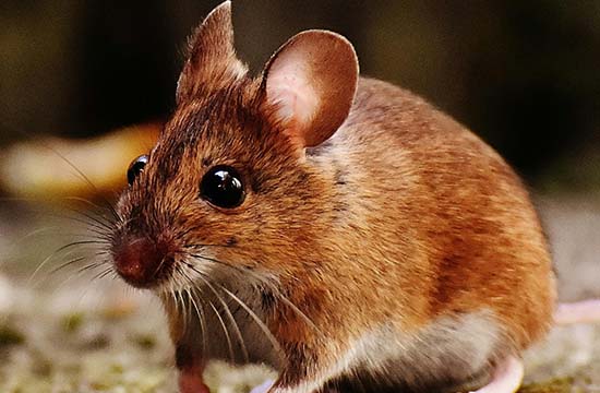 属鼠人财运方向与位置