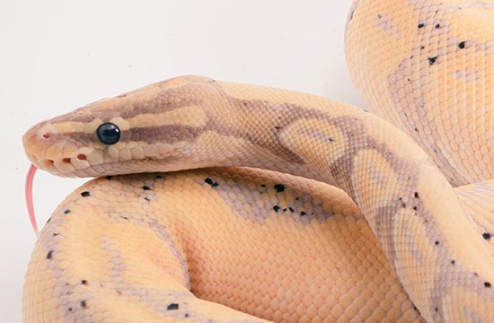 属蛇人逢九36岁怎么化解