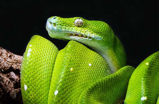 2025年最好最吉利的买鸡吉日有哪些天 黄道吉日一览