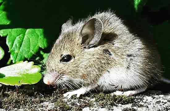 2024属鼠养什么植物旺财转运