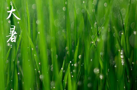 为什么说大暑小暑灌死老鼠   大暑小暑的气候有什么不同