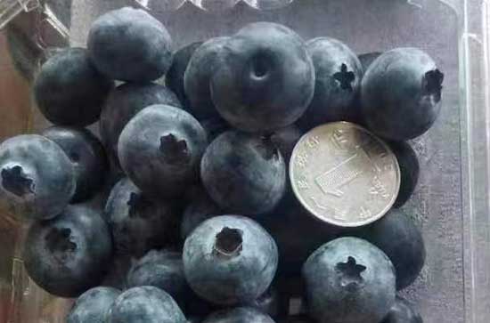 蓝莓有一点发霉还能泡酒吗 蓝莓泡酒的做法