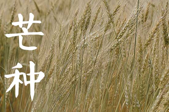 今年芒种是几月几日几点,2023年芒种是几月几号