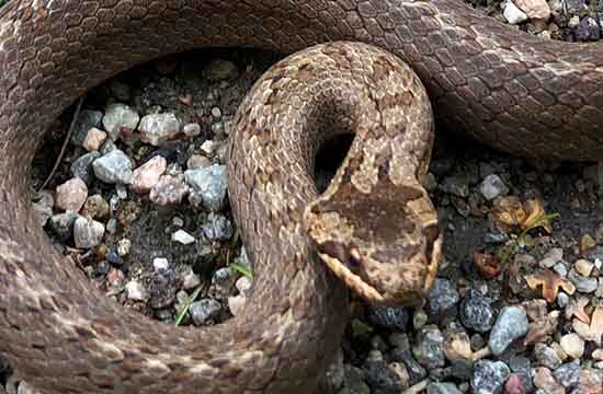 2024年蛇女的正缘在几岁