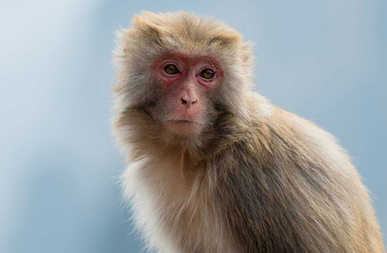 2024属猴人一生最旺谁