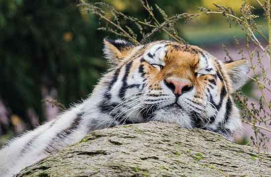 2010年出生虎2025多大了 2010年出生虎2025多大了