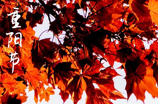 重阳节发朋友圈的文案 重阳节的诗