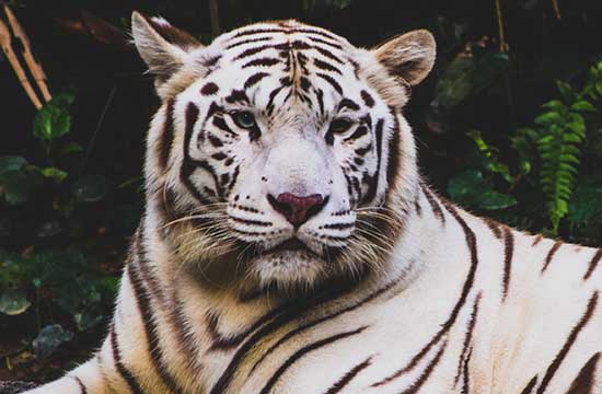 74年的属虎何时走大运2024