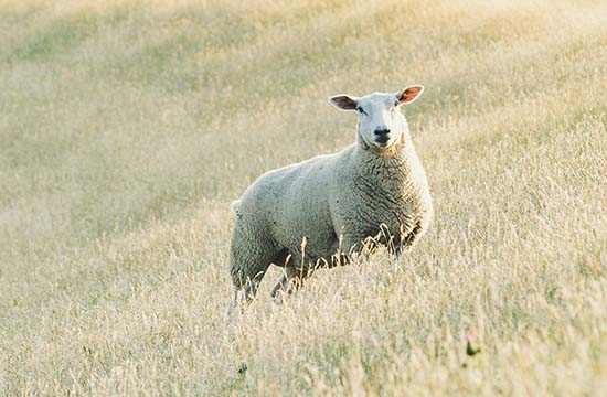 2025属羊脱丧服吉日查询 属羊最佳脱丧服吉日2025年