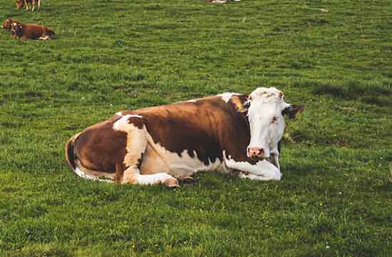 属牛人2024年上半年运势运程详解   属牛人2024年每月运势