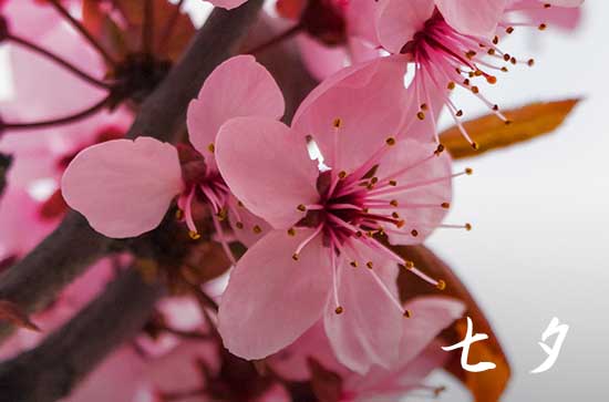 2024七夕节是几月几日 具体是哪天