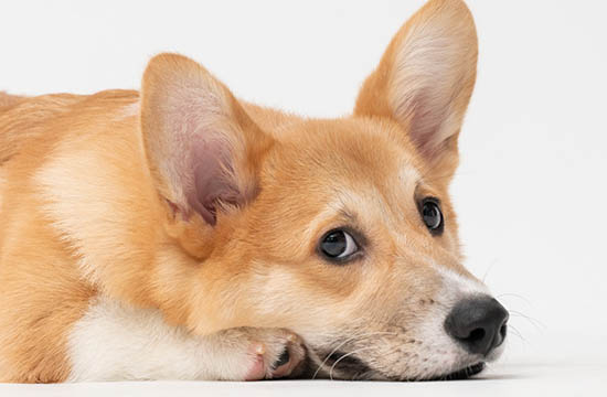 82年属狗42岁有一灾2024