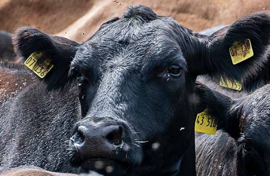 2025年属牛最佳断蚁吉日一览 2025生肖牛断蚁黄道吉日