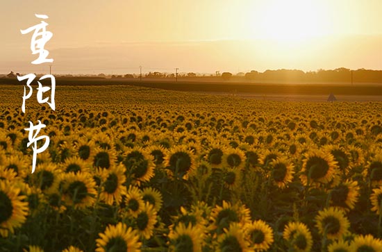 重阳节祝福问候语大全 关于重阳节的诗句 重阳节祝福问候语大全 关于重阳节的诗句