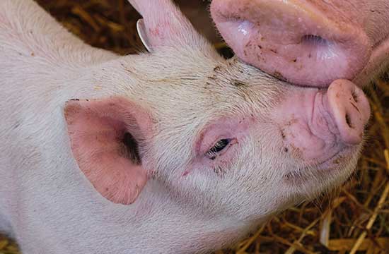 1971年属猪人2024年全年运势及运程 1971年属猪人2024龙年每月运程详解