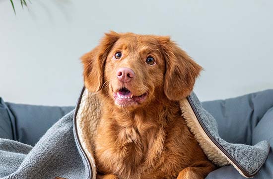 狗和猴子属相合不合财 狗和属猴在一起能创造财运吗