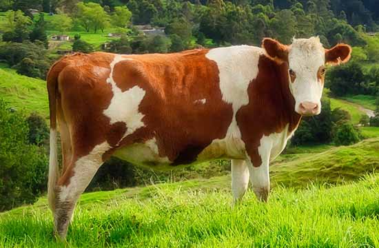 2025整年属牛画画最佳吉日 2025属牛画画吉日查询