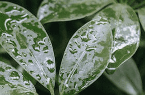 2024年武汉五月是雨季吗 武汉雨季集中在几月份