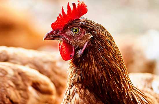 2024鸡年出生人的命运 2024鸡年出生人的命运