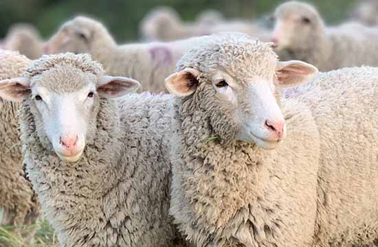 79属羊人最旺的年龄 79属羊人财运最好的年份