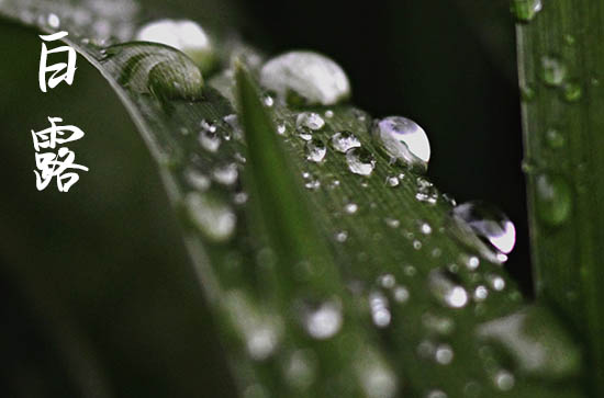 “上午白露备秋衣,下午白露扇不丢”,啥意思?2024年白露在哪? “上午白露备秋衣,下午白露扇不丢”,啥意思?2024年白露在哪?