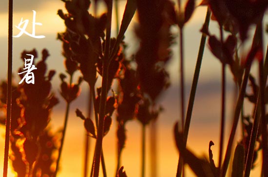 处暑谚语品味 处暑相关的谚语 处暑谚语品味 处暑相关的谚语