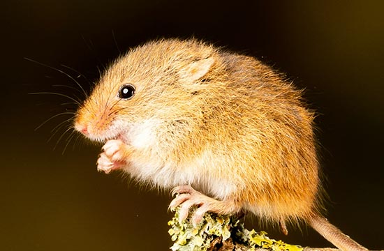 84年的鼠2024年的运势及运程男 84年的鼠2024年的运势及运程女