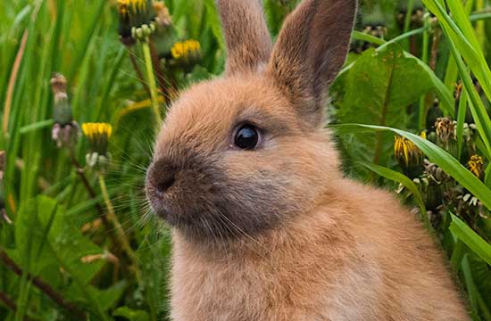 87年属兔适合2024年生孩子吗