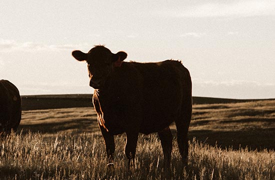 2024属牛人的情劫是属什么人