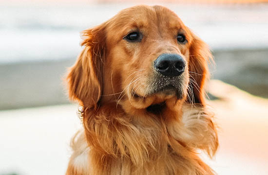 生肖属狗2024年的运势   浅聊属狗人运势情况