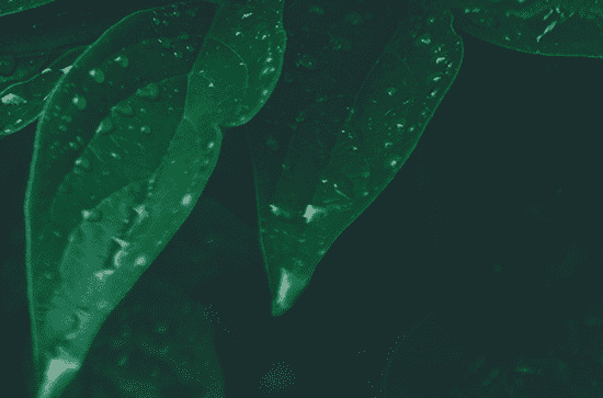谷雨节气祝福语简短一句话 2024谷雨祝福语怎么写好
