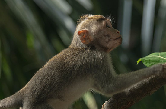2025生肖猴的运势大全 属猴人2025年每月运势