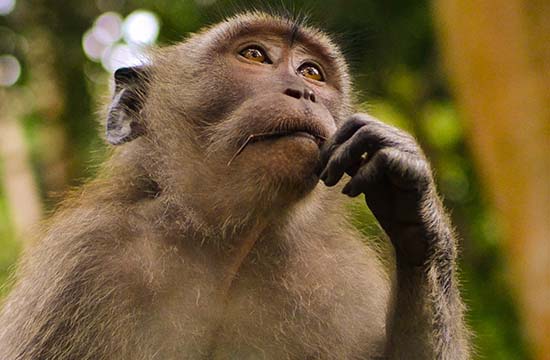 属猴04出生2025年几岁了