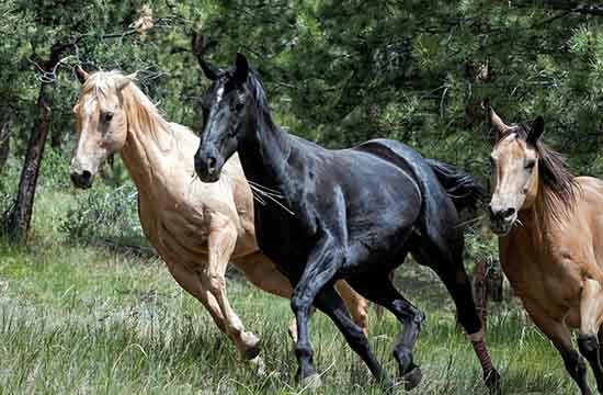 02出生马2025年几岁了